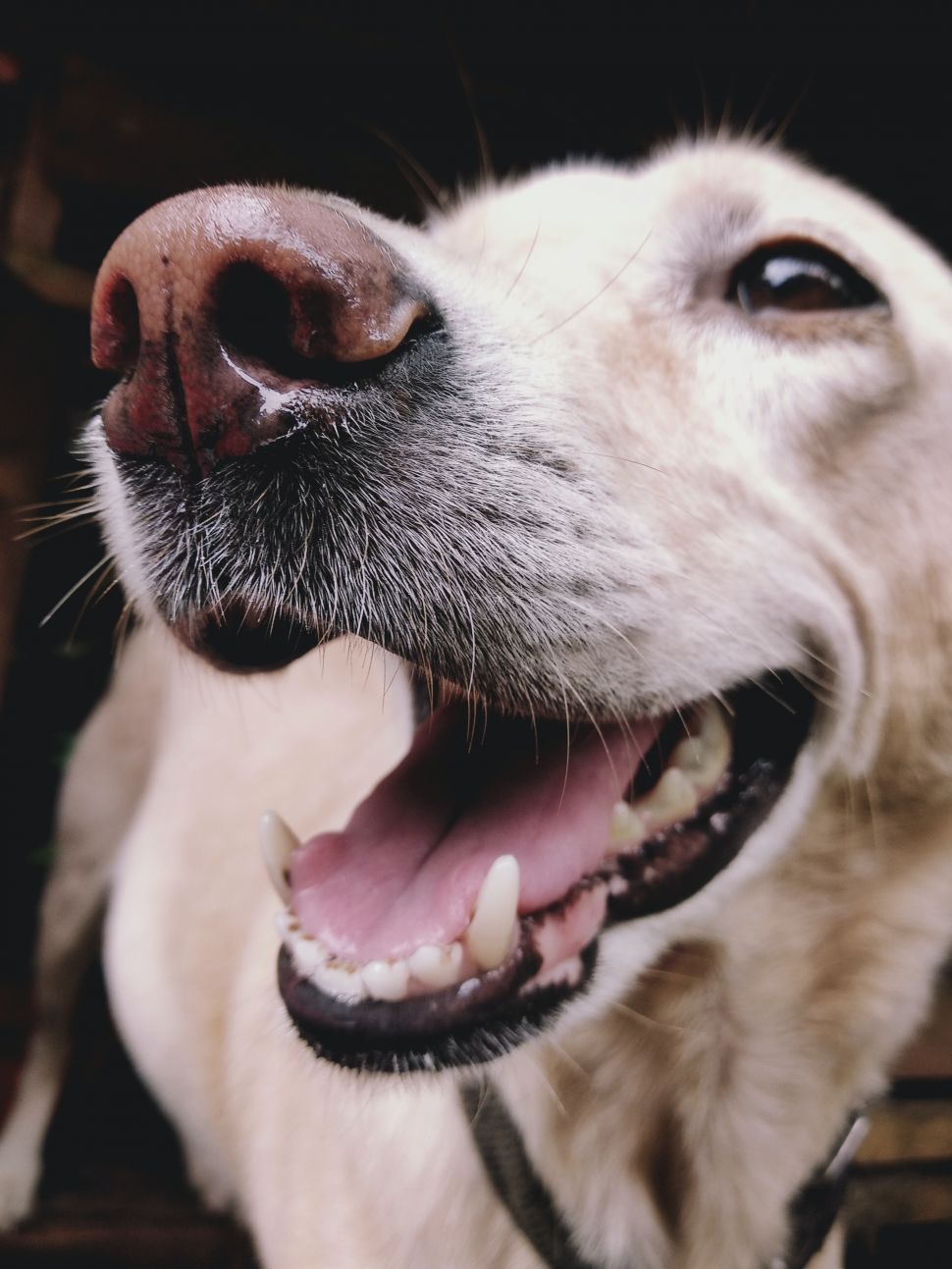 Mundgeruch beim Hund Ursachen, Behandlung und Tipps
