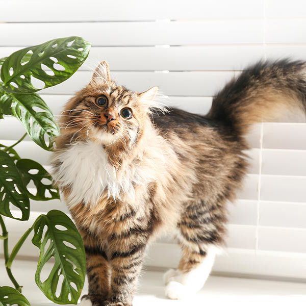 45+ Celosia Giftig Für Katzen, Es gibt in deutschland noch nicht
