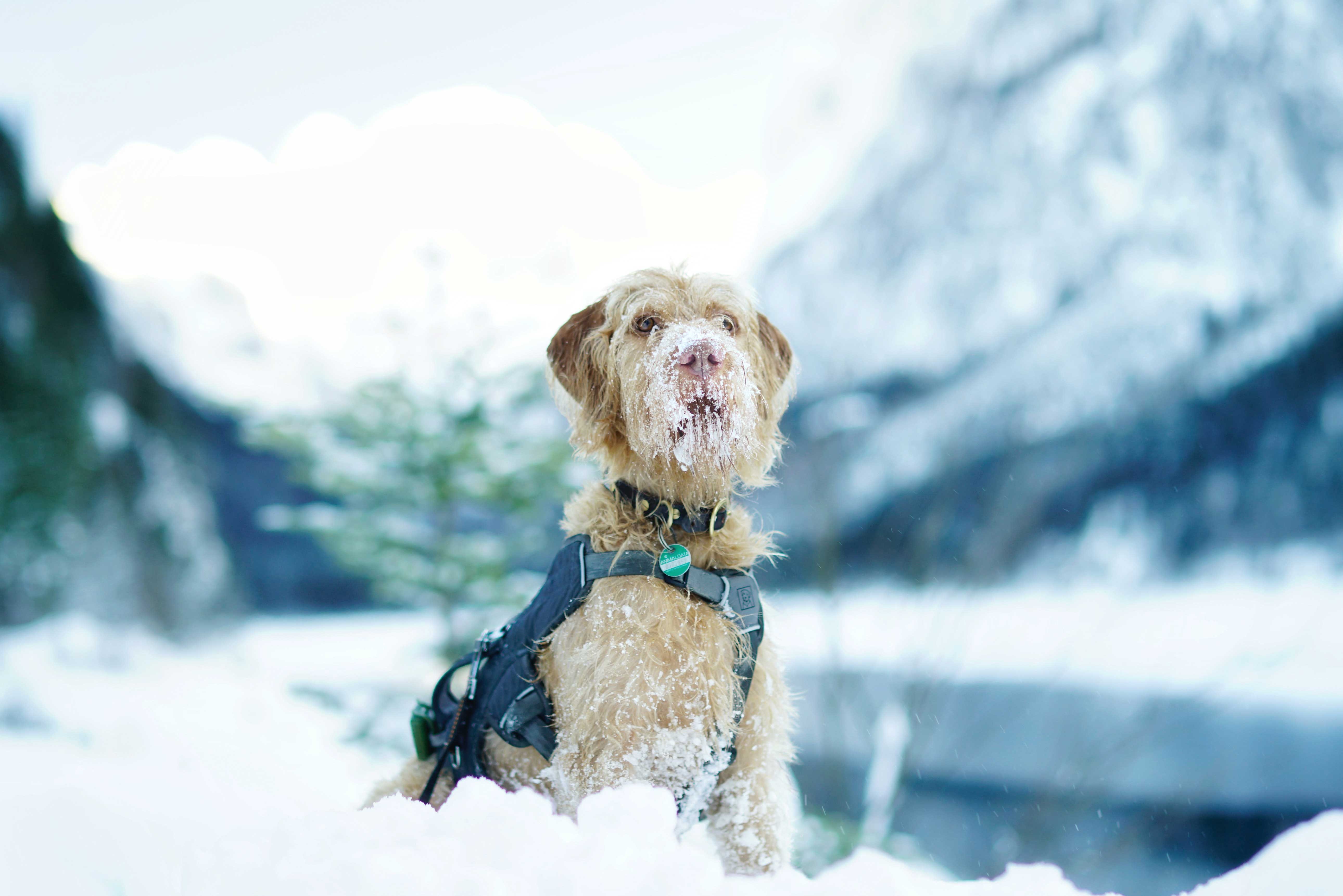 Hund im Winter: Gesund durch die kalte Jahreszeit ✱ Die besten Tipps
