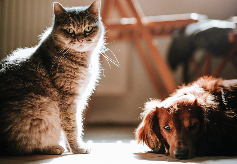 erstes kennenlernen hund und katze