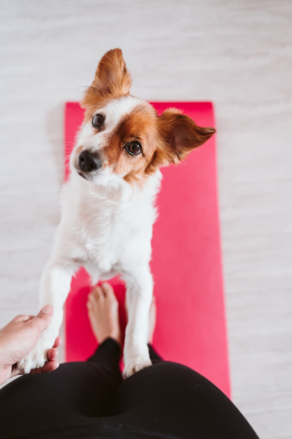 Yoga mit Hund: du ausprobieren! ❤