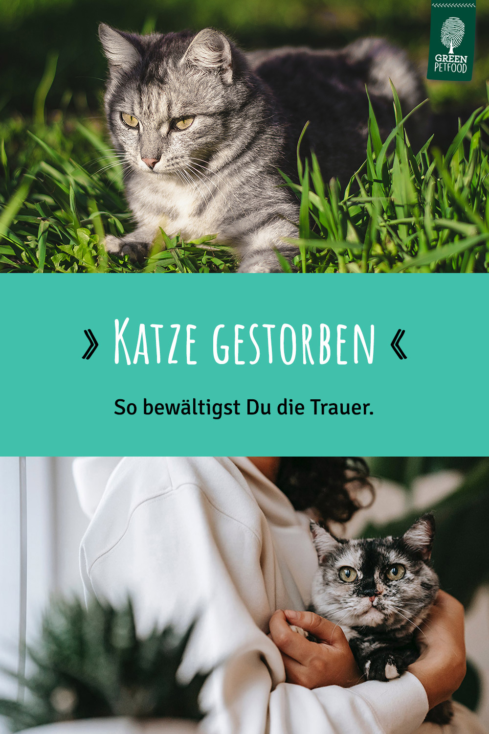 Katze Gestorben Trauer überwinden