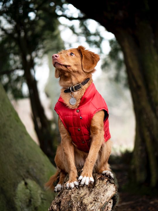 Für schnittmuster hunde gratis
