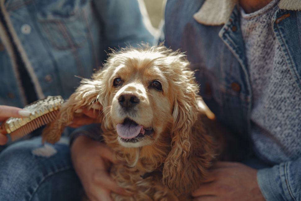 Dein Hund kratzt sich: für Juckreiz beim Hund