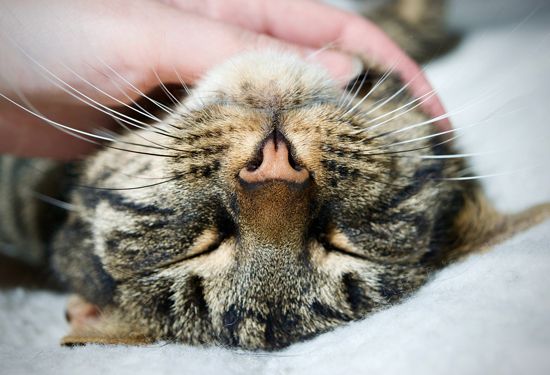 Warum haben Katzen Schnurrhaare? greenpetfood.de