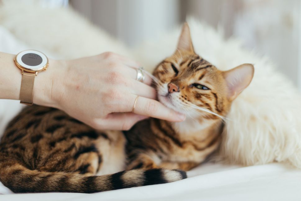 Katze frisst nicht 10 Gründe für die Appetitlosigkeit bei Katzen