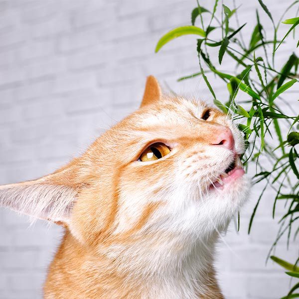 Pflanzen gegen Katzen: Die besten Arten - Mein schöner Garten