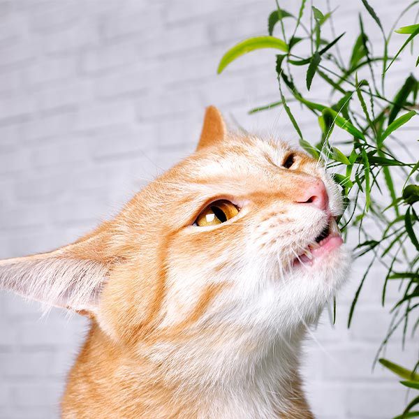 Ungiftige Pflanzen für Katzen Informationen, Tipps und Liste
