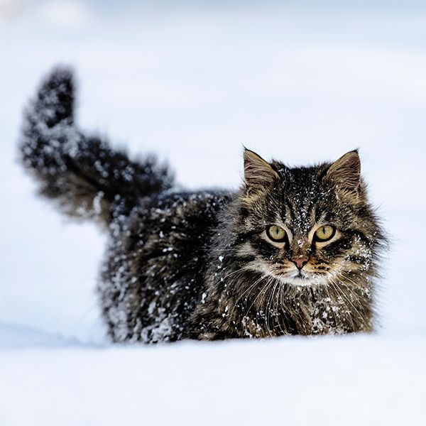 Katze Winter Draußen Schlafen