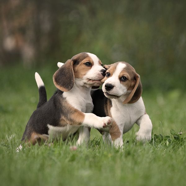 korrelat spændende træ Zahnwechsel beim Hund: wissenswerte Informationen und Tipps