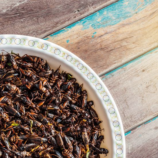 Insektenfutter als nachhaltige Proteinquelle greenpetfood.de