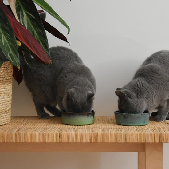 Abgemagert fressen katze trotz Katze trinkt