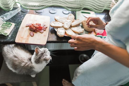 Katze-sitzt-auf-Barhocker-in-der-Kueche-und-bettelt-um-Salami