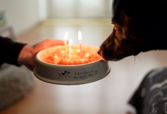 hundegeburtstag-greenpetfood