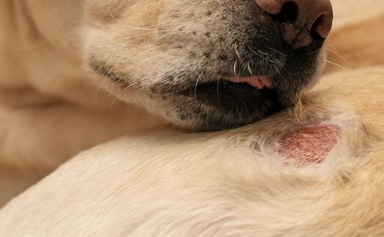 hotspot-hund-schleckt-sich