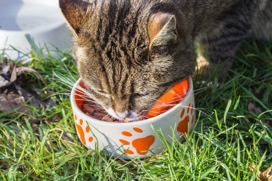 katze-mit-napf