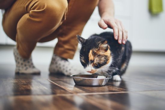 Dürfen Katzen Leber Fressen