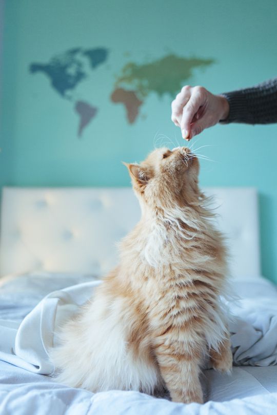 Katze-bekommt-Leckerli-auf-Bett