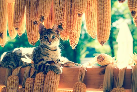 katze-mais