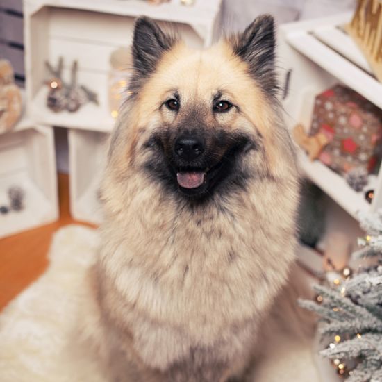 GreenPetfood_Adventskalender_AnnieFluff_Geschenk1_quadratisch