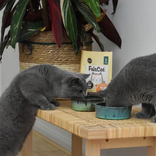 Emil-Frieda-FairCat
