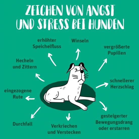 Hund an Silvester: 10 einen entspannteren Abend!