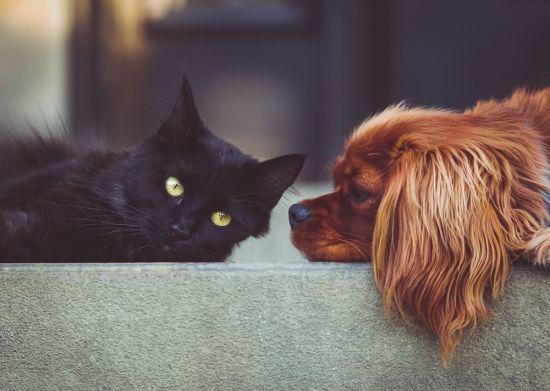 Hund Und Katze Streiten