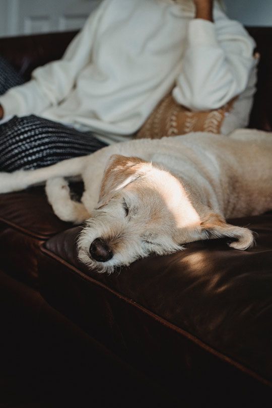 zwergschnauzer-liegt-neben-frauchen-auf-dem-sofa-und-schläft
