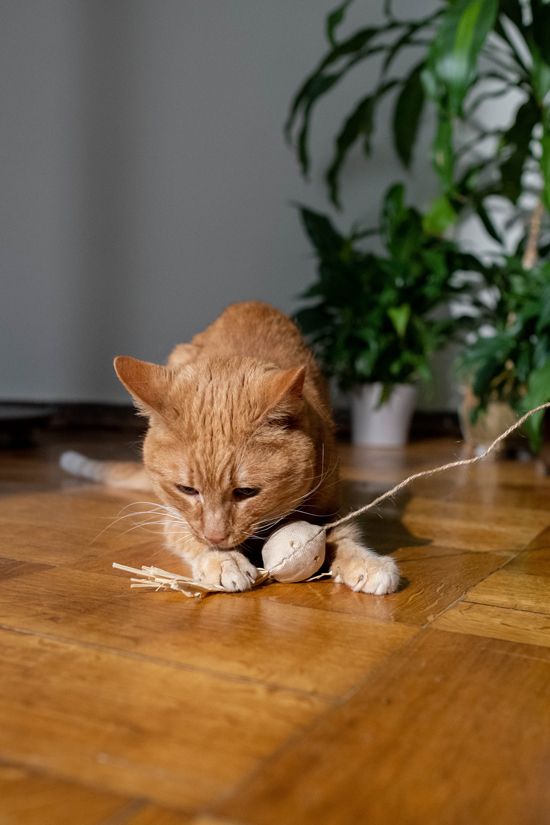katze-schnurrhaare-katzenspielzeug