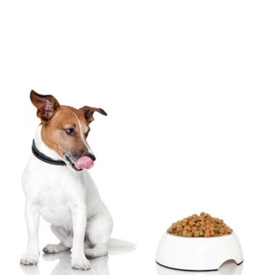 Hund-mit-Napf