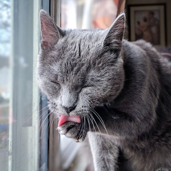 katze-schleckt-pfoten