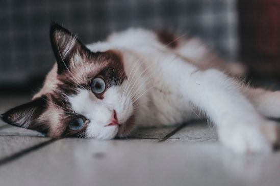 Katzensprache Lernen Und Deuten Endlich Die Eigene Katze Verstehen