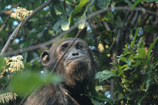 Ntakata Chimpanse