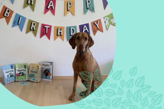 probierpaket_hundebox_real_549x366