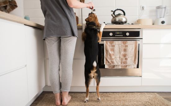 Saisonakalender_Hund_Februar_shutterstock_1700116654_Beitragsbild2_970x600