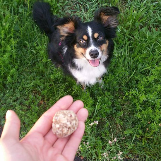 Dürfen Hunde Haferflocken
