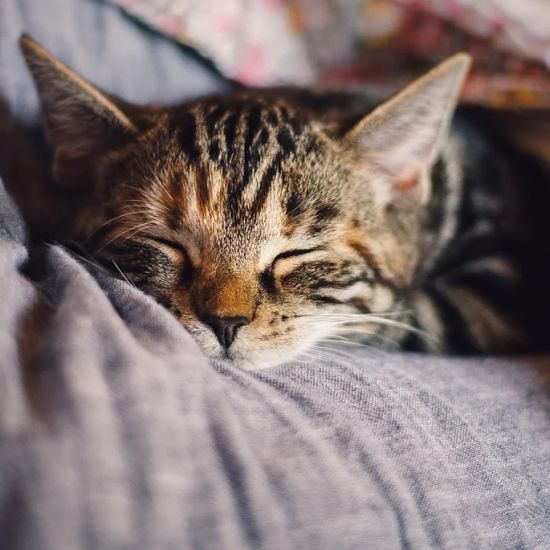 katze-schlafend