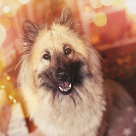 GreenPetfood_Adventskalender_AnnieFluff_Lichterketteunbearbeitet_quadratisch