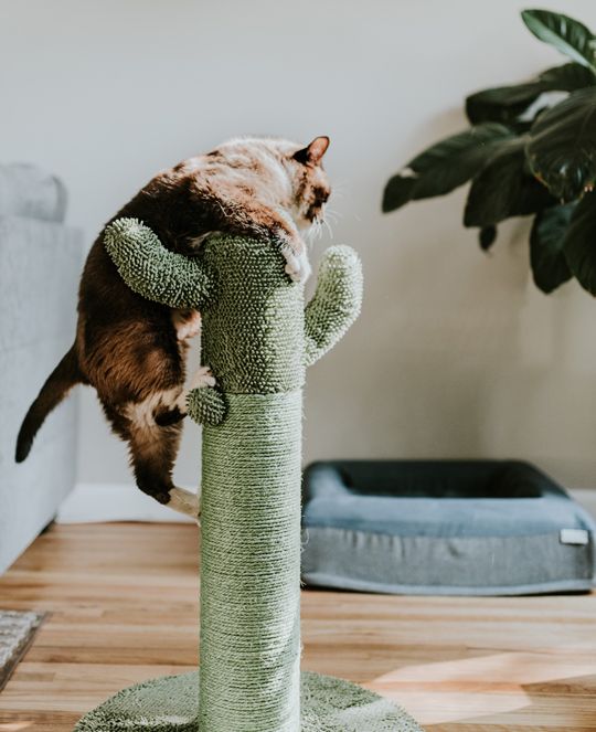 katze-klettert-auf-kaktus-kratzbaum