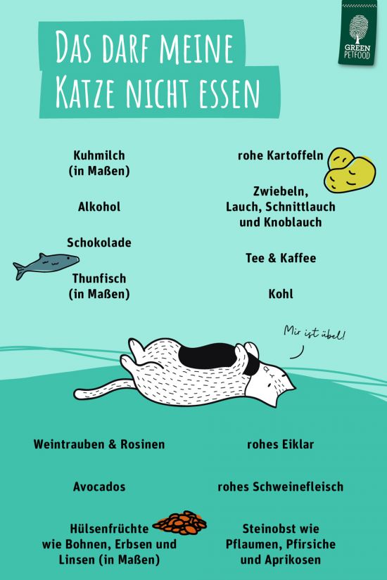 Darf Eine Katze Hundefutter Fressen