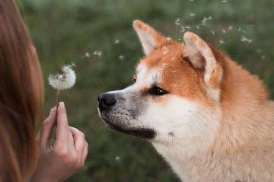saisonkalender-juni-beitragsbild-tpng