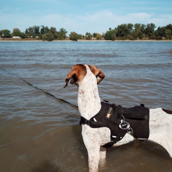 Hund-Nola2