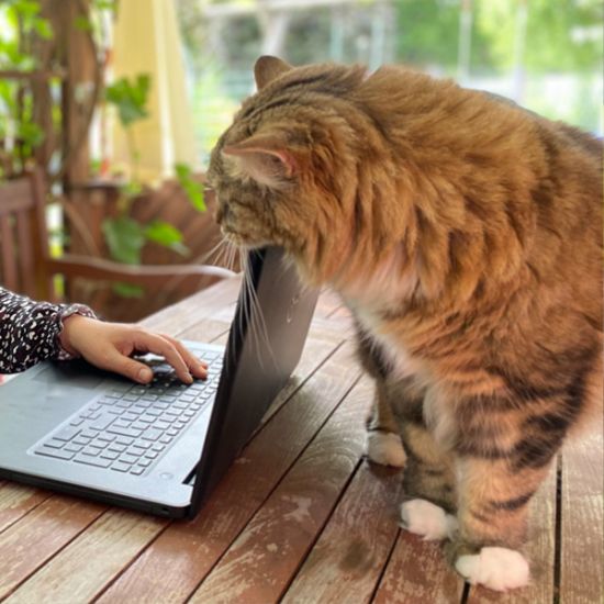 Katze_Laptop