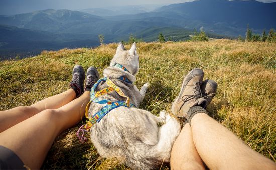 Hund_Wandern_shutterstock_710348986_Beitragsbild3