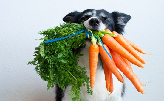 Saisonkalender_November_shutterstock_1673366776_Beitragsbild_970x600