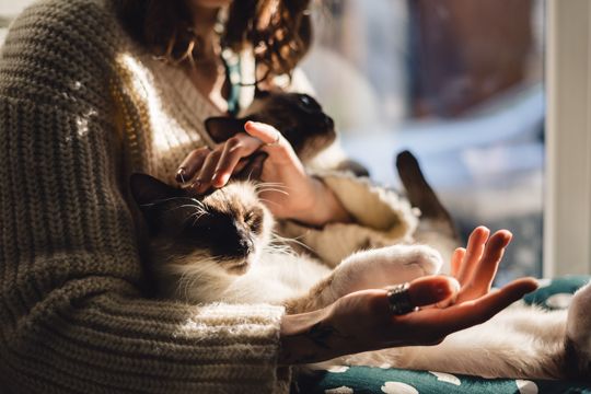 Frau-kuschelt-Katze
