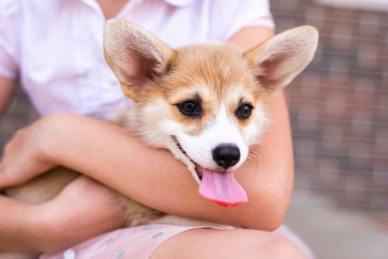 hund-und-mensch