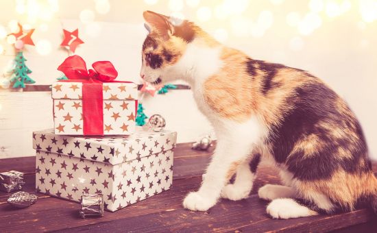 Katze schnuppert an Geschenken