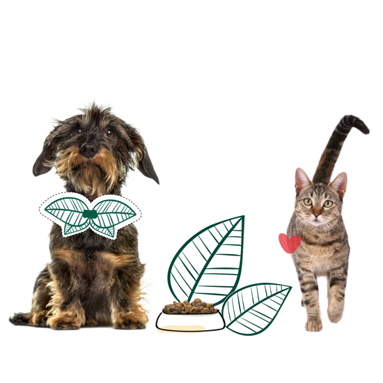 Hund_Katze