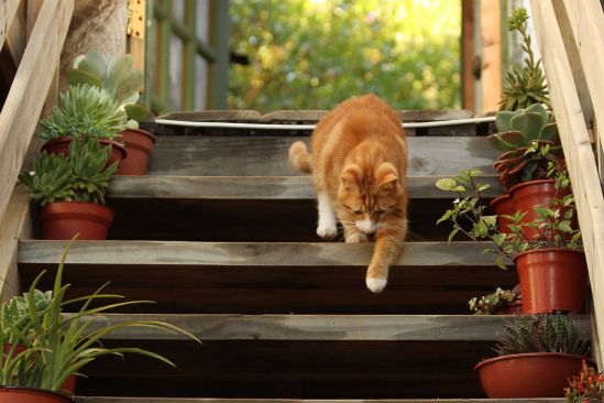 Katze-Treppe